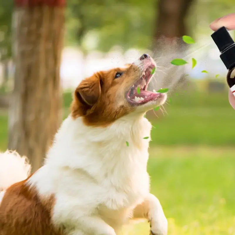 Pet Dental Spray 30ml: Freshener, Deodorant and Whitener for Dogs' Oral Cavity